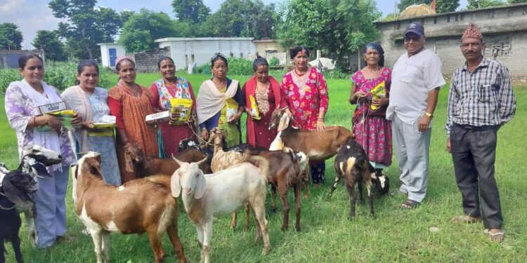 दोधारा चाँदनीमा किसानलाई व्यावसायी बनाउन उन्नत जातको बाख्रा बितरण