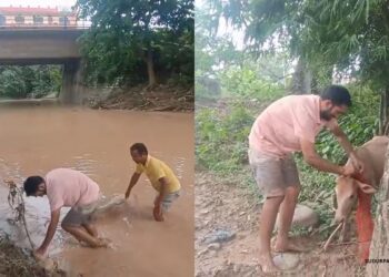 खोलामा डुब्दै गरेको गाईको स्थानीय युवाहरूद्वारा उद्धार