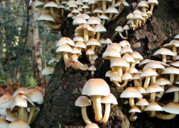 कञ्चनपुरमा विषालु च्याउ सेवनबाट एकै परिवारका पाँच जना बिरामी