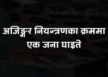 कञ्चनपुरमा अजिङ्गर नियन्त्रणका क्रममा एक जना घाइते