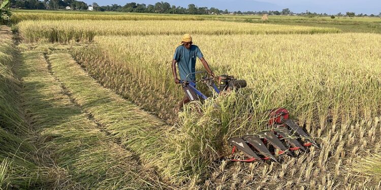 धानको उचित मूल्य नपाउँदा किसान चिन्तित