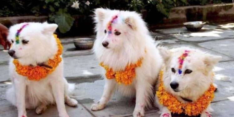 तिहारको तेस्रो दिन कुकुर तिहार मनाइँदै