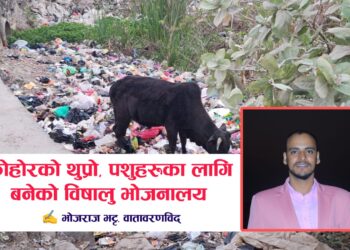 सहरको कुरुप ऐना: फोहोरको थुप्रो, पशुहरूका लागि बनेको ‘विषालु भोजनालय’