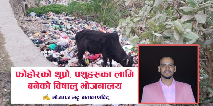 सहरको कुरुप ऐना: फोहोरको थुप्रो, पशुहरूका लागि बनेको ‘विषालु भोजनालय’