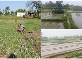 असिना र डुबानले भीमदत्तका कृषक खड्काको तरकारी खेतीमा ठूलो नोक्सानी