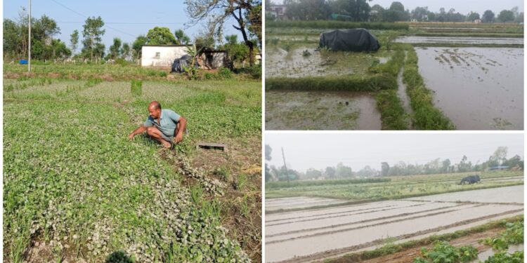 असिना र डुबानले भीमदत्तका कृषक खड्काको तरकारी खेतीमा ठूलो नोक्सानी