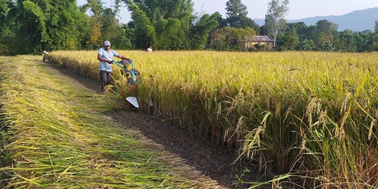 चैते धानको न्यूनतम समर्थन मूल्य कार्यान्वयन गर्न कृषि मन्त्रालयको आग्रह