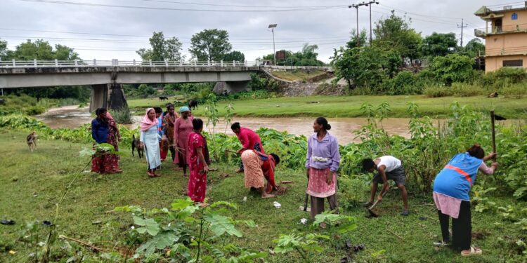 भीमदत्त नगरपालिकाका दुई वडामा भेटिभर रोपण