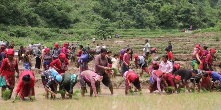 आज २३ औँ राष्ट्रिय धान दिवस मनाइँदै