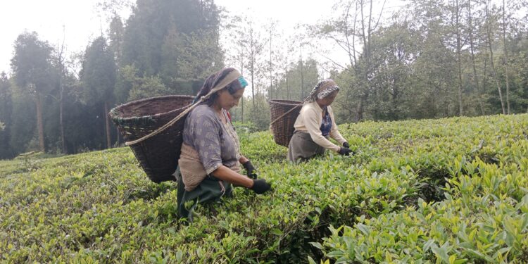 भारतले कडाइ गरेपछि चिया उद्योग समस्यामा : गुणस्तर परीक्षणका नाममा अलपत्र