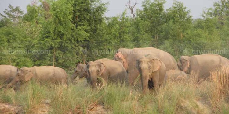 झापामा हात्ती नियन्त्रणका लागि ‘स्पेसल टास्क फोर्स’ परिचालन हुने