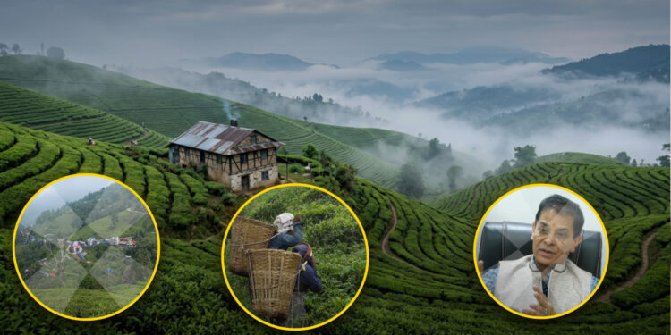 संघाई समूहको मनोमानीले इलाम चिया बगान संकटमा