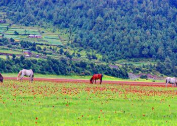 वनफूलले ढाकियो ढोरपाटन, बर्खामा दैनिक २०० बढी पर्यटक