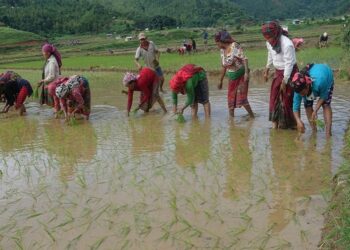 देशभर ५५ प्रतिशत धान रोपाइँ सम्पन्न, किसान भन्छन्– मल अझै अपुग