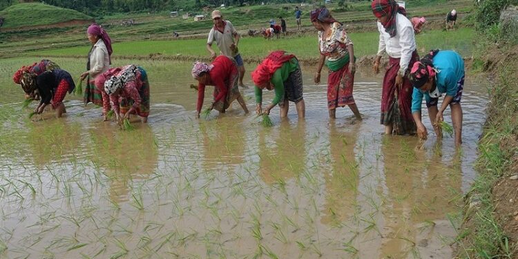 देशभर ५५ प्रतिशत धान रोपाइँ सम्पन्न, किसान भन्छन्– मल अझै अपुग