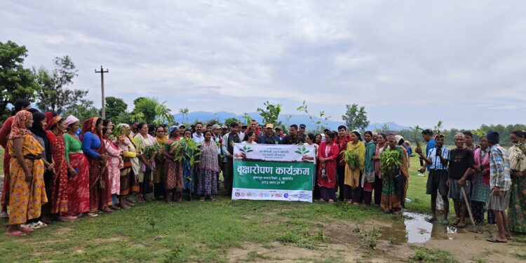 कञ्चनपुरको कृष्णपुर नगरपालिका वडा नम्बर–२ मा बगर संरक्षण गर्न वृक्षारोपण