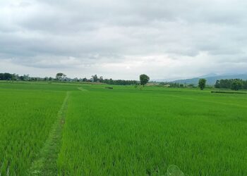 यसवर्ष धान रोपाइँ सुस्त, ४५ प्रतिशत मात्रै सम्पन्न