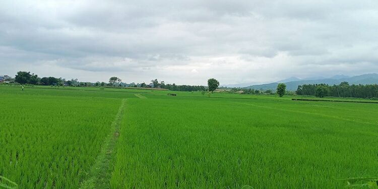 यसवर्ष धान रोपाइँ सुस्त, ४५ प्रतिशत मात्रै सम्पन्न