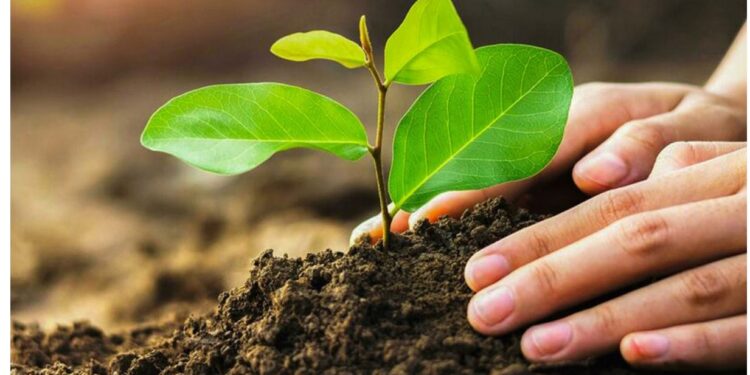 बागमती सफाइ अभियानको ६९३औँ हप्तामा नदी किनारमा ५० बिरुवा रोपियो
