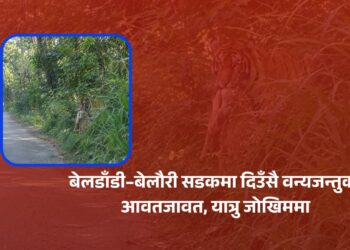 बेलडाँडी–बेलौरी सडकमा दिउँसै वन्यजन्तुको आवतजावत, यात्रु जोखिममा