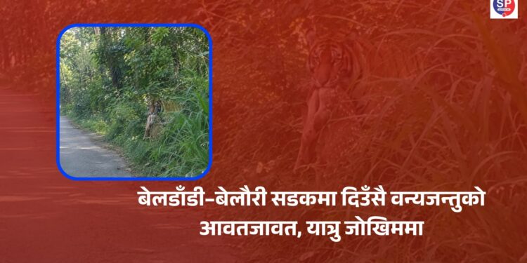 बेलडाँडी–बेलौरी सडकमा दिउँसै वन्यजन्तुको आवतजावत, यात्रु जोखिममा