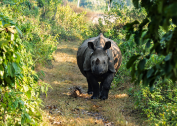 दसैँमा सौराहामा आन्तरिक पर्यटकको चहलपहल घट्यो, होटल बुकिङ न्यून