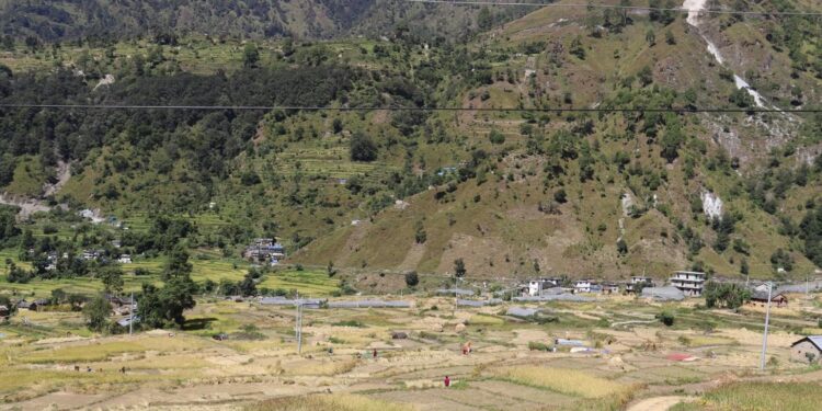 बाजुरामा दसैँको रौनकसँगै धान भित्र्याउने चटारो, किसानलाई खेतमै बिताउनुपर्ने बाध्यता