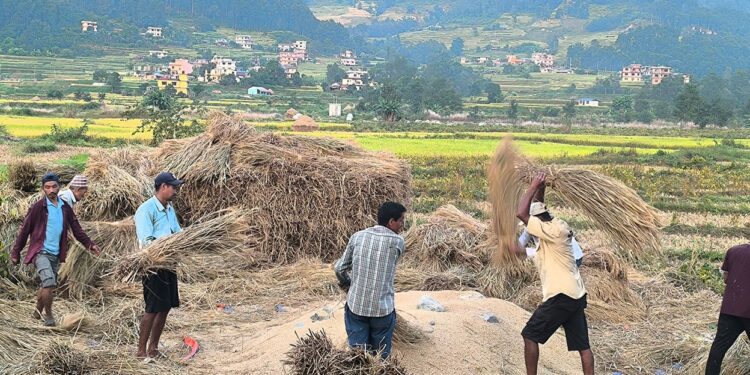 अर्को सातादेखि देशका धेरै क्षेत्रमा वर्षा हुन सक्ने, किसानलाई सतर्क रहन आग्रह