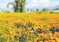 तिहारमा फूलको माग बढ्दो, आयात पनि दोब्बरभन्दा बढी