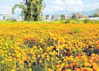 तिहारमा फूलको माग बढ्दो, आयात पनि दोब्बरभन्दा बढी