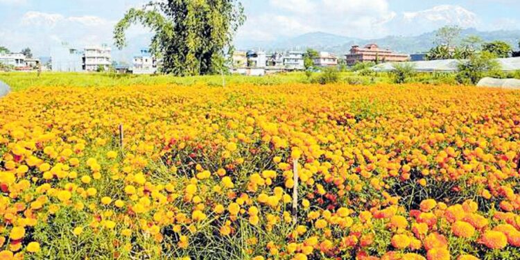 तिहारमा फूलको माग बढ्दो, आयात पनि दोब्बरभन्दा बढी