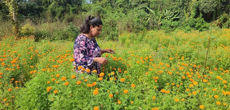 कञ्चनपुरमा फूलखेतीबाट आम्दानीको आशा